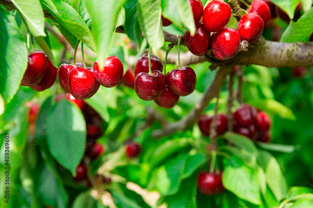 Obraz premium Image of a cherry cluster on a branch in the garden