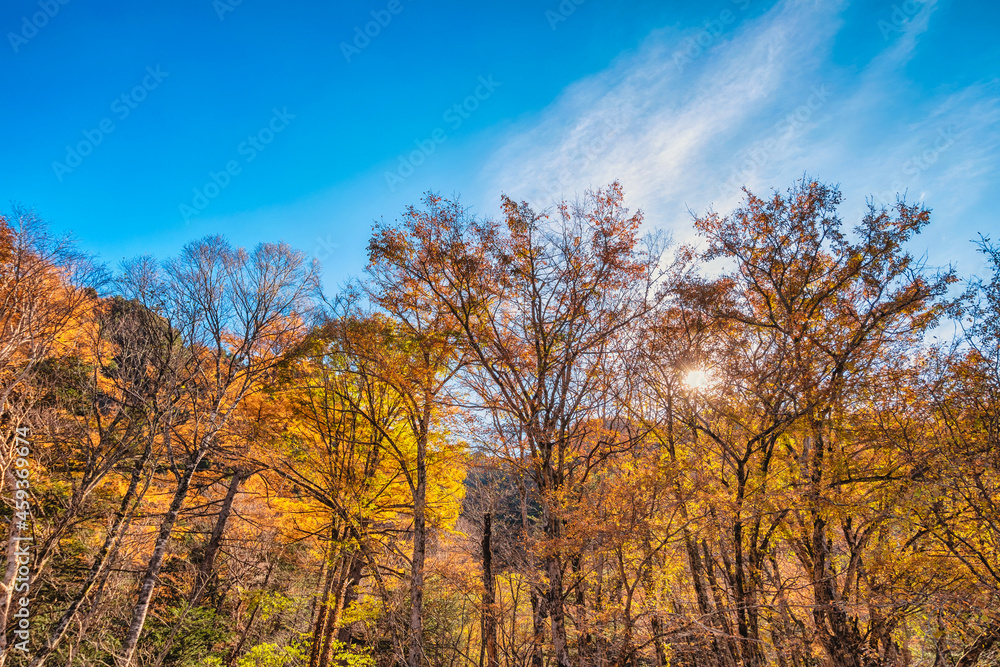 Nature landscape at Kamikochi Japan, autumn fall foliage and mountain