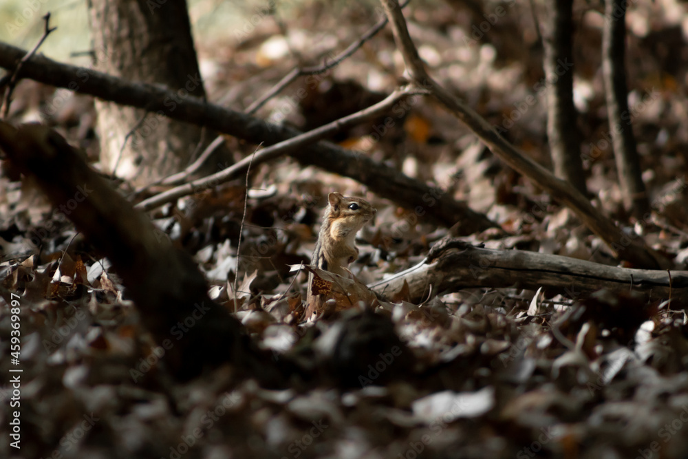 Chipmunk on forest floor with surrounded by leaves and sticks at narrow focus. Wide Shows surroundings Chipmunk on forest floor with surrounded by leaves and sticks at narrow focus. Wide Shows surroundings
