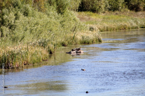 Life In The Wetlands, Pylypow Wetlands, Edmonton, Alberta