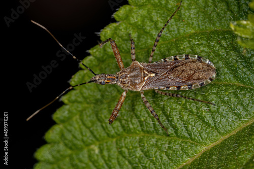 Adult Assassin Bug photo