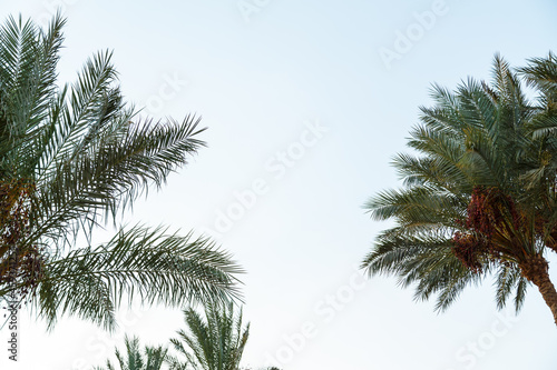 The tops of the date palms against the background of the light sky.