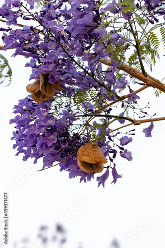 Blue Jacaranda Tree photo