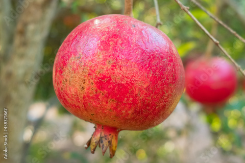 Ripe pomegranate fruits on a tree branch