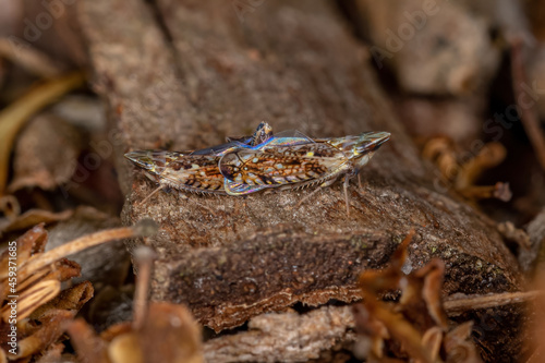 Small Typical Leafhopper photo