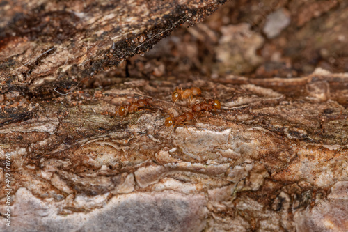 Adult Higher Myrmicine Ants photo