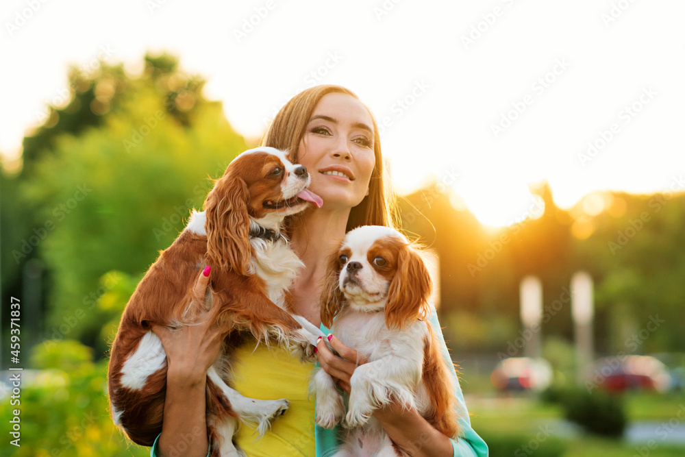 Caring breeder walks at sunset with two purebred pets. Cavalier King  Charles Spaniel puppies for walk with owner warm summer day outdoors in  backyard Photos | Adobe Stock