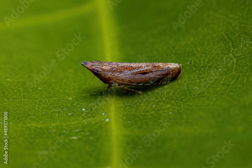 Small Typical Leafhopper photo