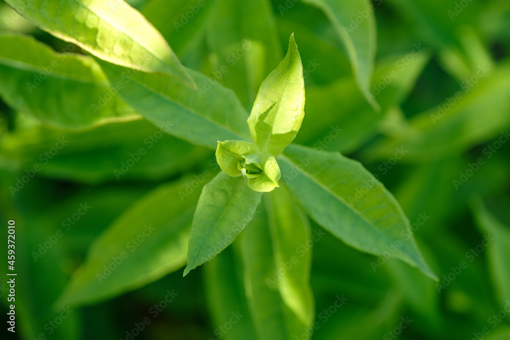 Closeup nature view of green leaf in the garden Closeup nature view of green leaf in the garden