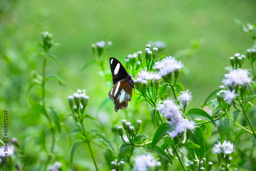 Fototapeta premium Hypolimnas bolina, the great eggfly, common eggfly or blue moon butterfly resting on the flower plant