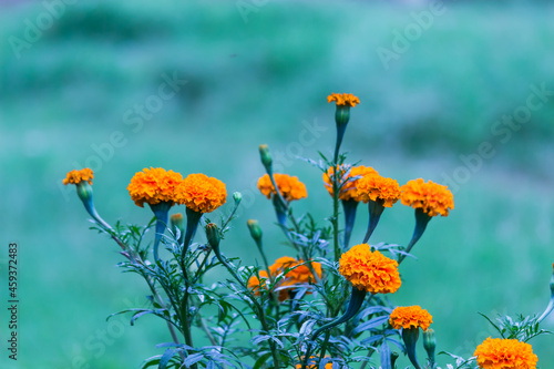 Tagetes is a genus of annual or perennial, mostly herbaceous plants in the sunflower family Asteraceae, in full bloom in a natural environment and isolated 
