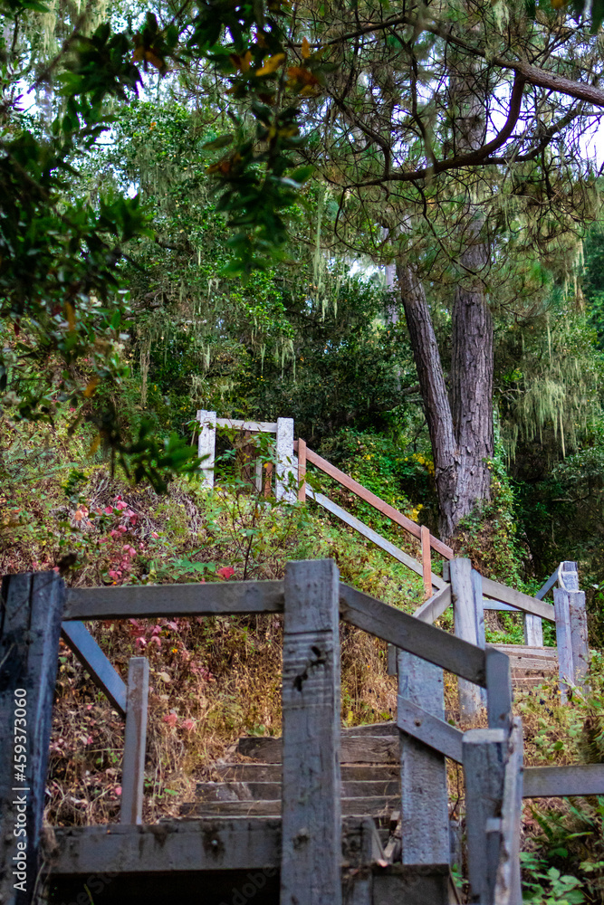 Stairs in the woods