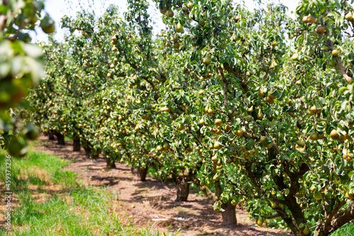 Image of rows with pear trees with fruits in the fruit nursery