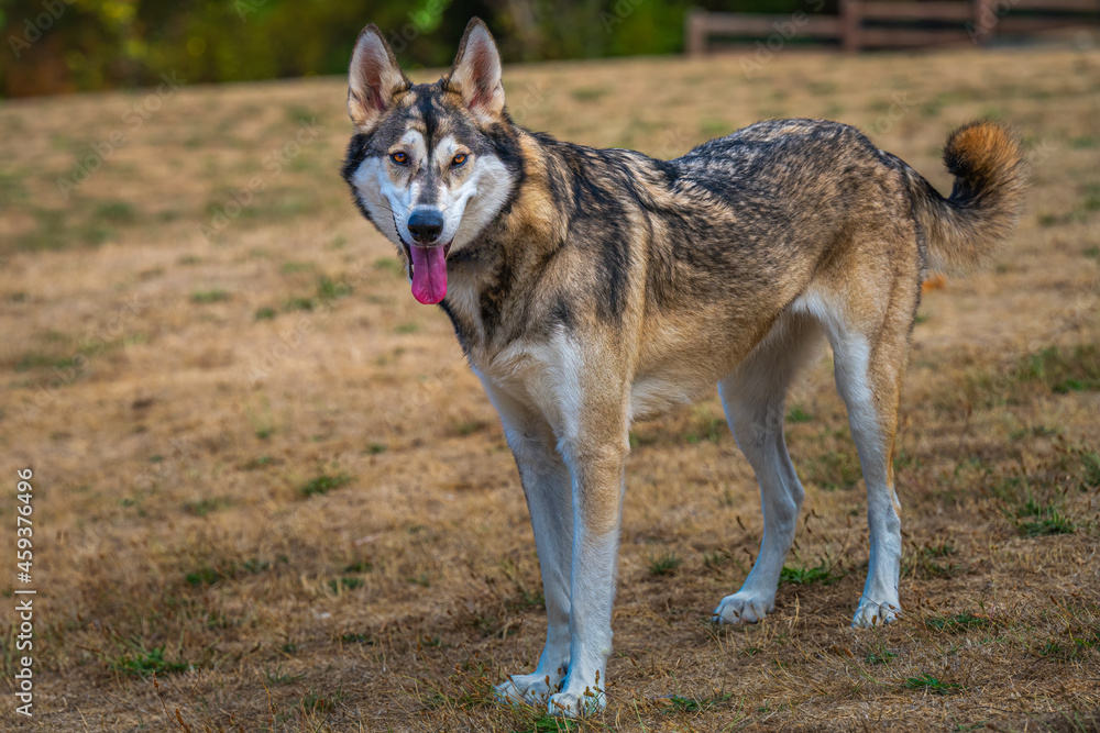 2021-09-26 A LARGE HUSKY STANDING ALONE IN A DOG PARK IN NEW CASTLE WASHINGTON