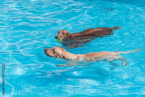 Golden Retriever and Labrador Retriever swimming in the pool