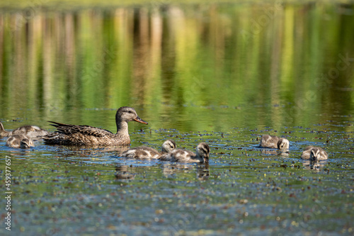 few cute ducklings swimming around their mother in the pond