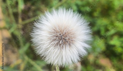 dandelion head