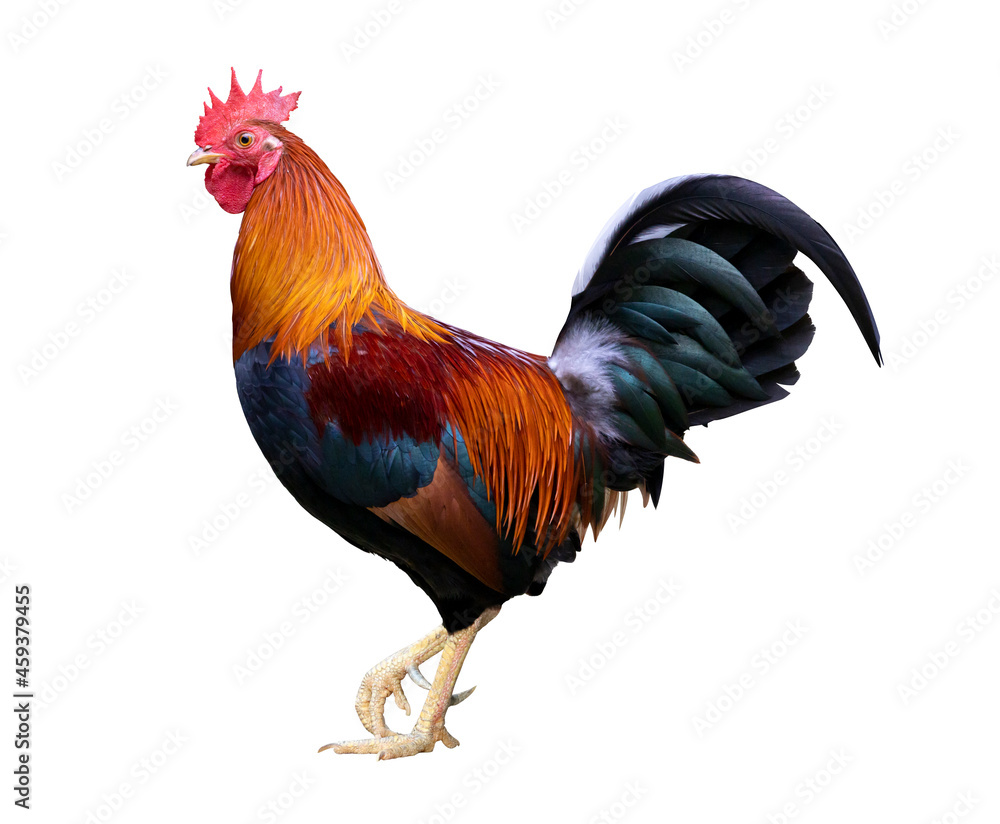 Colorful free range male rooster isolated on white background with clipping path - obrazy, fototapety, plakaty 