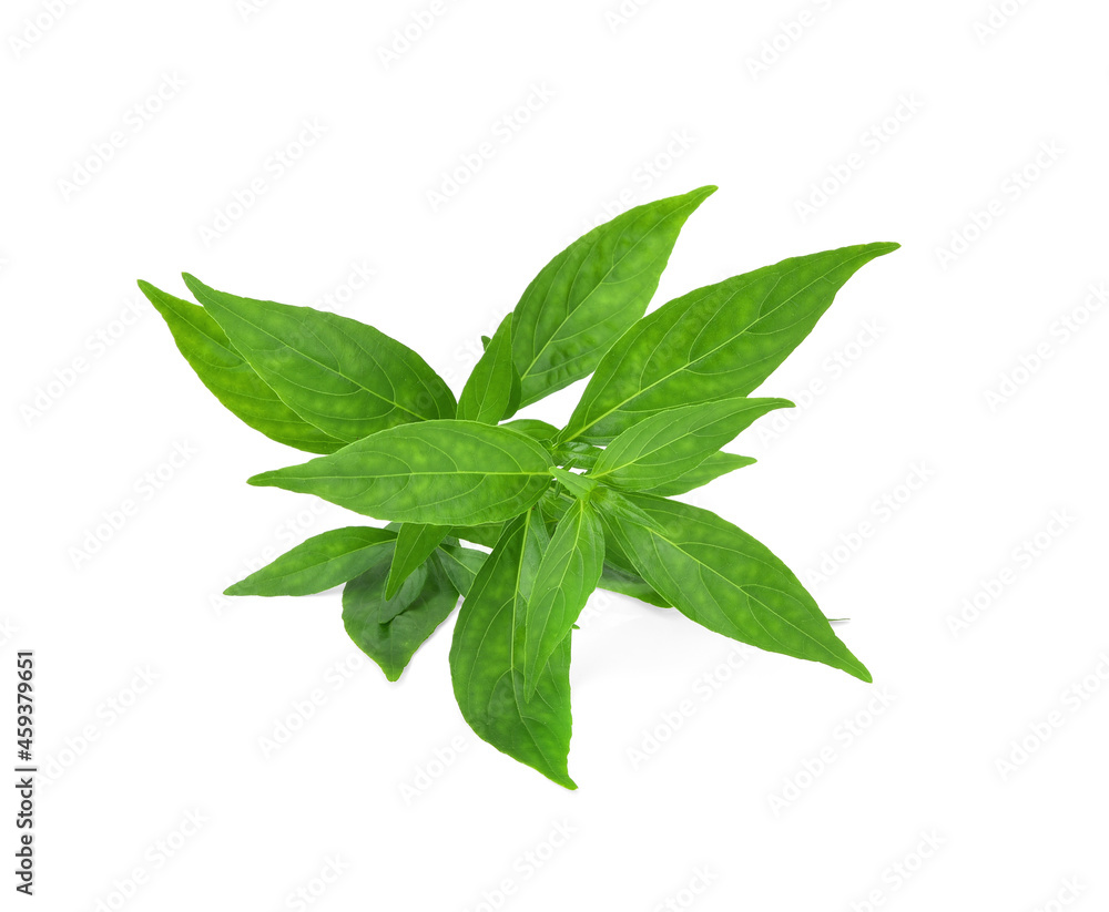 Andrographis paniculata plant on white background. Andrographis paniculata plant on white background.