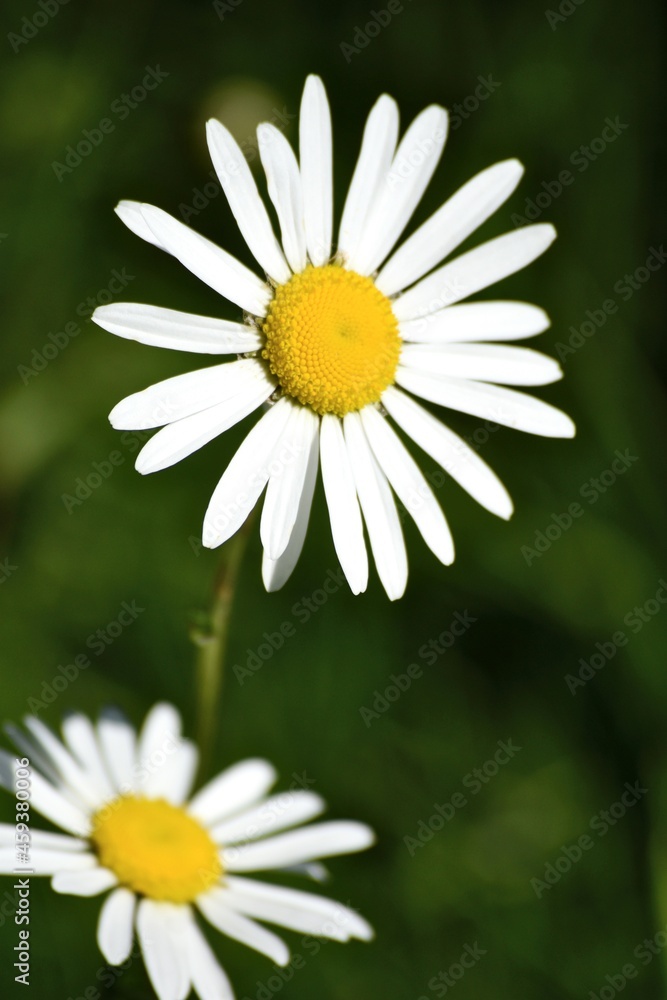 daisy in a garden daisy in a garden