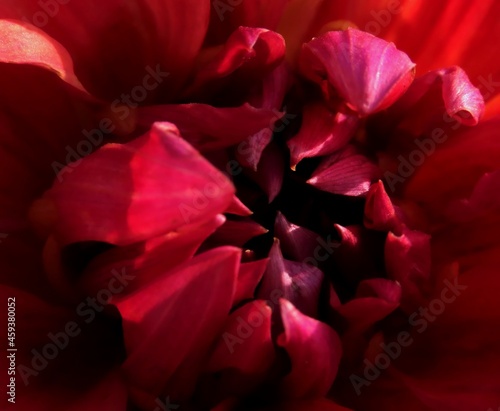 Wallpaper Mural Red dahlia flower close up with selective focus. Flower background Torontodigital.ca