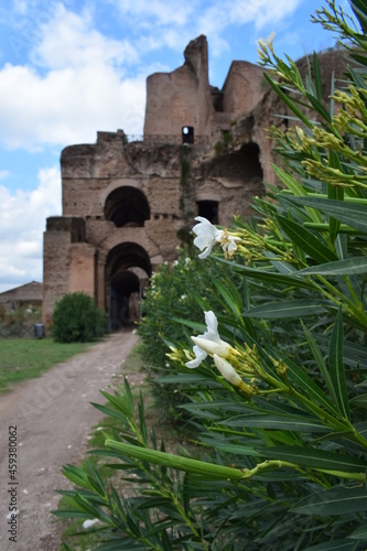 Antyczne ruiny, Rzym Włochy #459380062