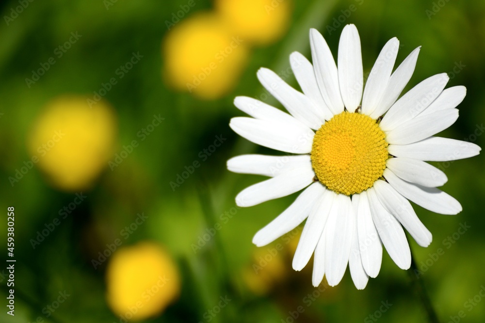 Obraz premium daisy flower closeup