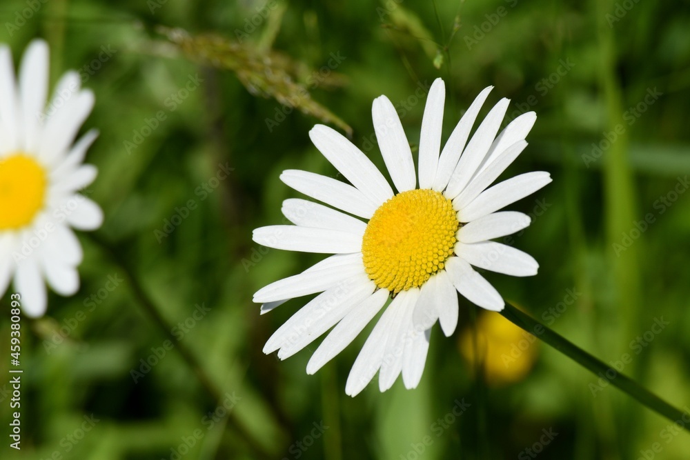 Obraz premium daisy in the grass
