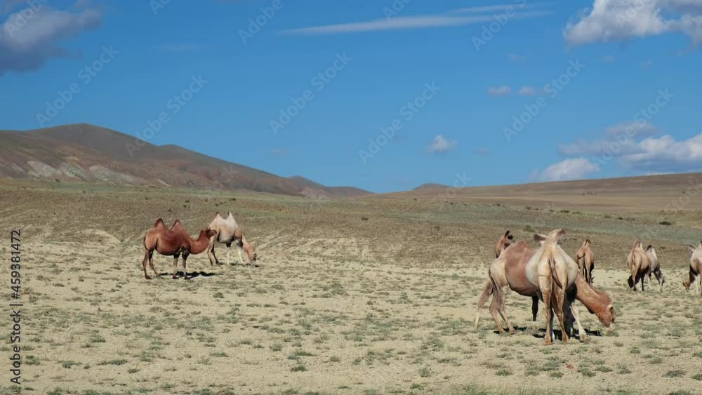 Bactrian camels graze in Altai desert pasture. Kosh-Agach higland intermountain valley. Bactrian camels graze in Altai desert pasture. Kosh-Agach higland intermountain valley.