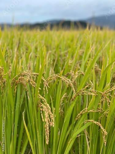 green wheat field