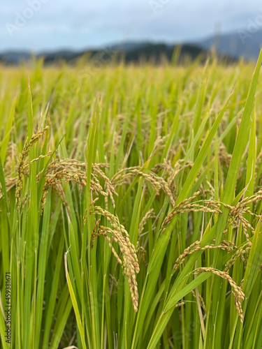 green wheat field