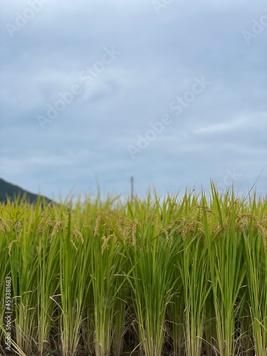 corn field and sky
