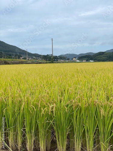 rice field