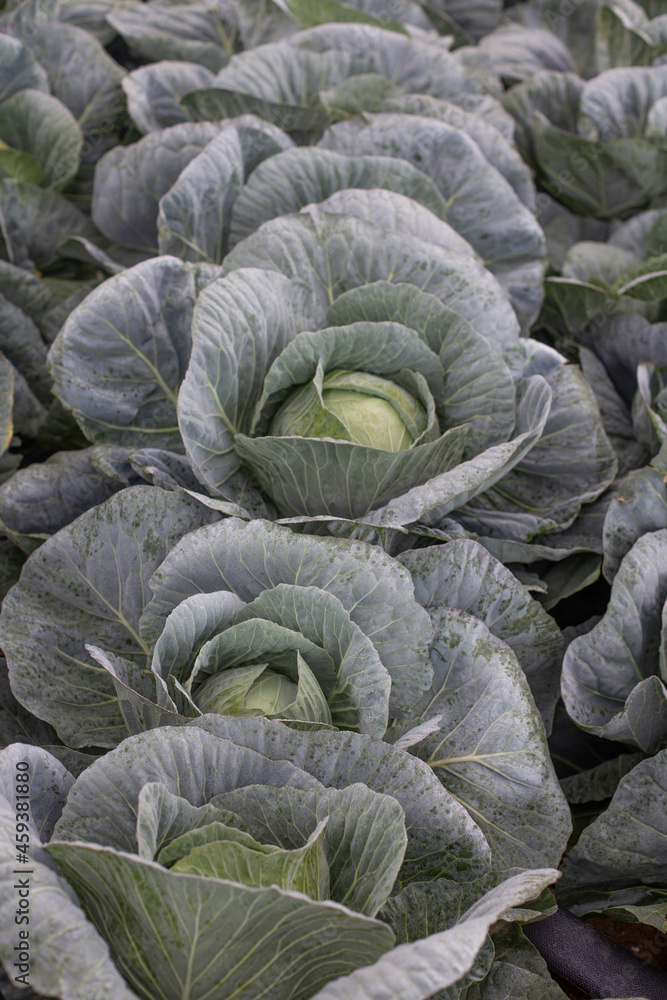 Fototapeta premium Korean Cabbage at High Altitude Cool Region.