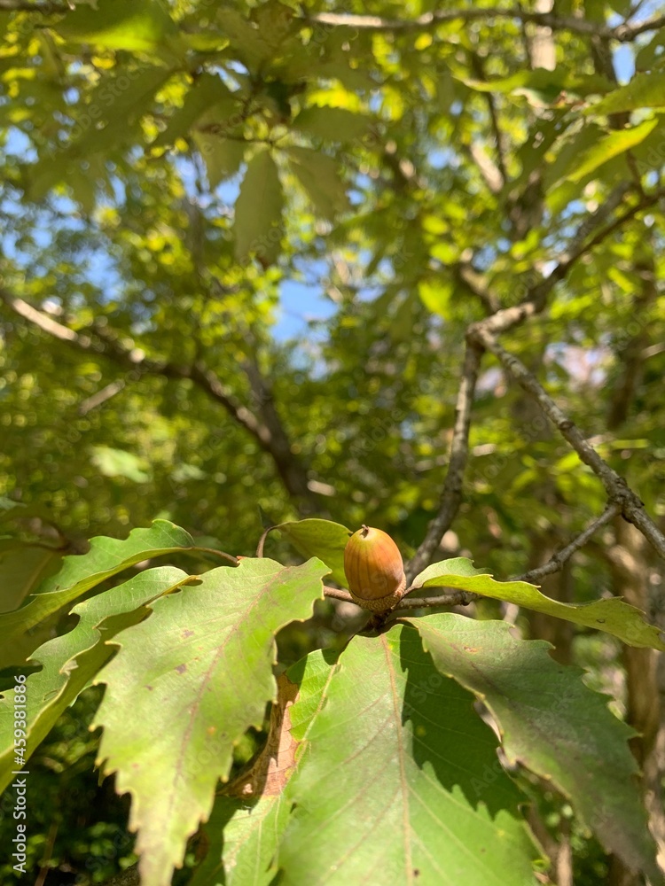 Obraz premium autumn leaves on a tree