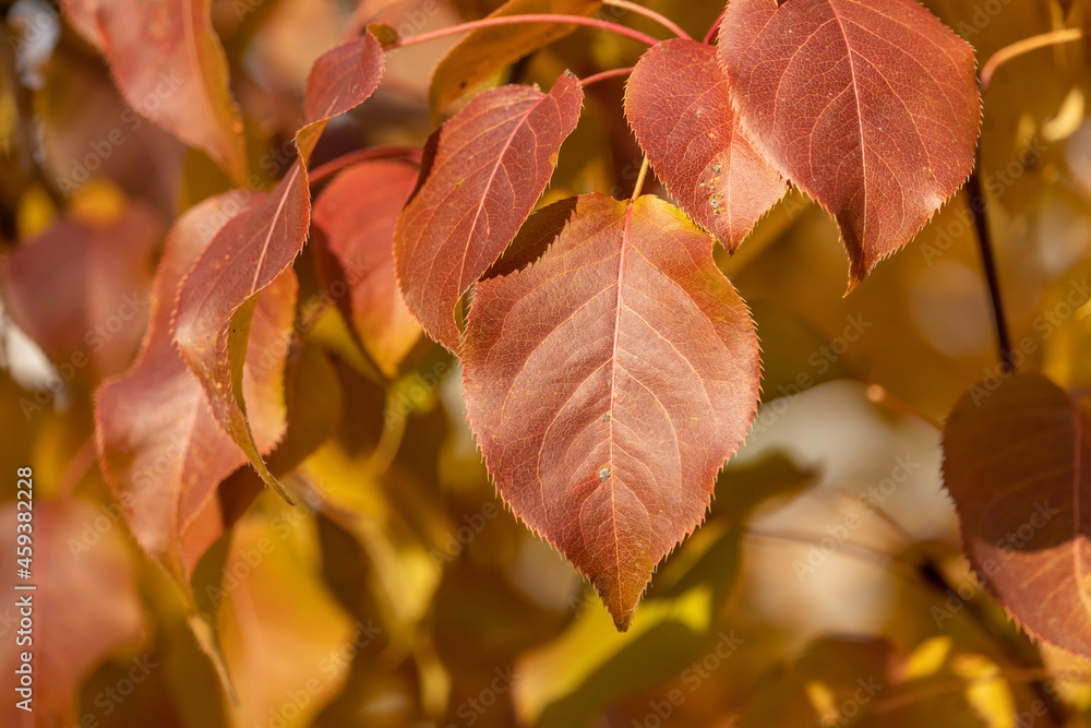 Dense orange-crimson leaves on a branch on a sunny autumn day Dense orange-crimson leaves on a branch on a sunny autumn day