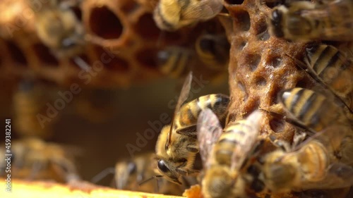 Queen cell in honey bee colony close up. Open swarm cell or a supersedure cell. Comb in which a queen will be raised photo