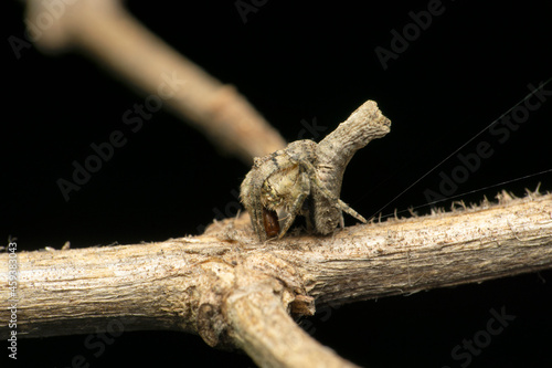 Orb weaver spider  poltys illepidus  Satara  Maharashtra  India