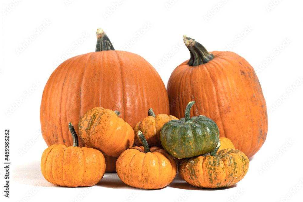 Big set of big and small organic pumpkins on white background. Autumn harvest. Thanksgiving and Halloween Elements. Big set of big and small organic pumpkins on white background. Autumn harvest. Thanksgiving and Halloween Elements.