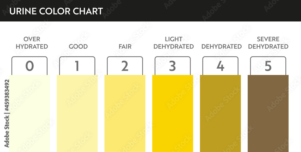 Urine color chart. Pee hydration and dehydration test strip. Vector design for medical education
