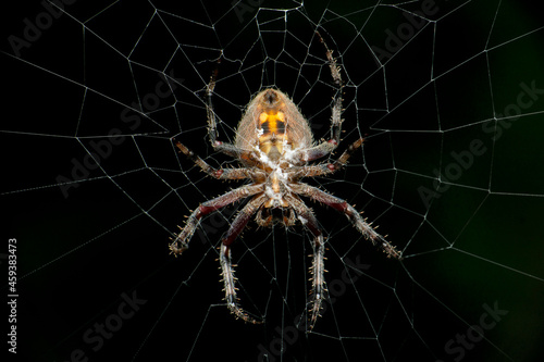 Spotted orb weaver spider, neoscona species, Satara, Maharashtra, India