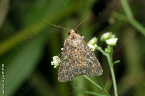 Peppered moth, Biston betularia, Satara, Maharashtra, India photo