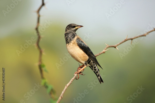 Rosy starling, Pastor roseus, Satara, Maharashtra, India © RealityImages