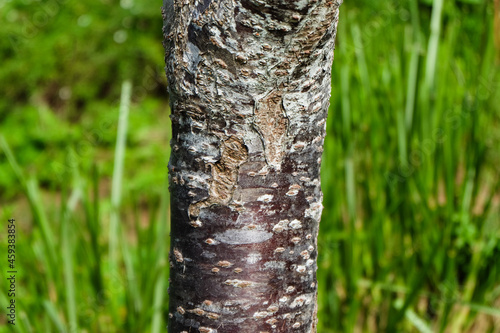 Close-up of a cherry tree trunk with textured bark and green grass background