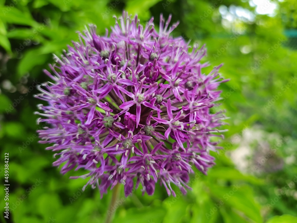 Unusual purple flower. Spring flowering of an unusual flower against a background of fresh greenery Unusual purple flower. Spring flowering of an unusual flower against a background of fresh greenery