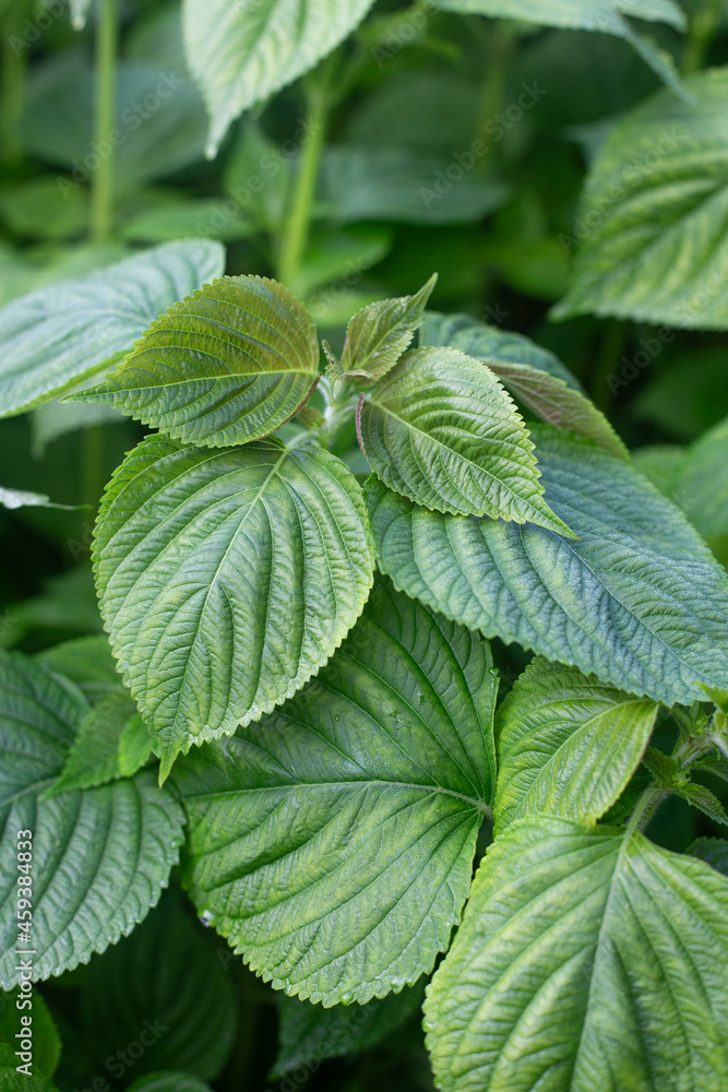 Green Perilla leaves blooming in rural fields. Green Perilla leaves blooming in rural fields.