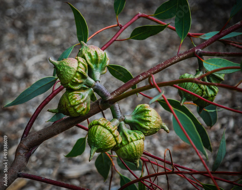 Gumnuts on a Eucalyptus tree photo