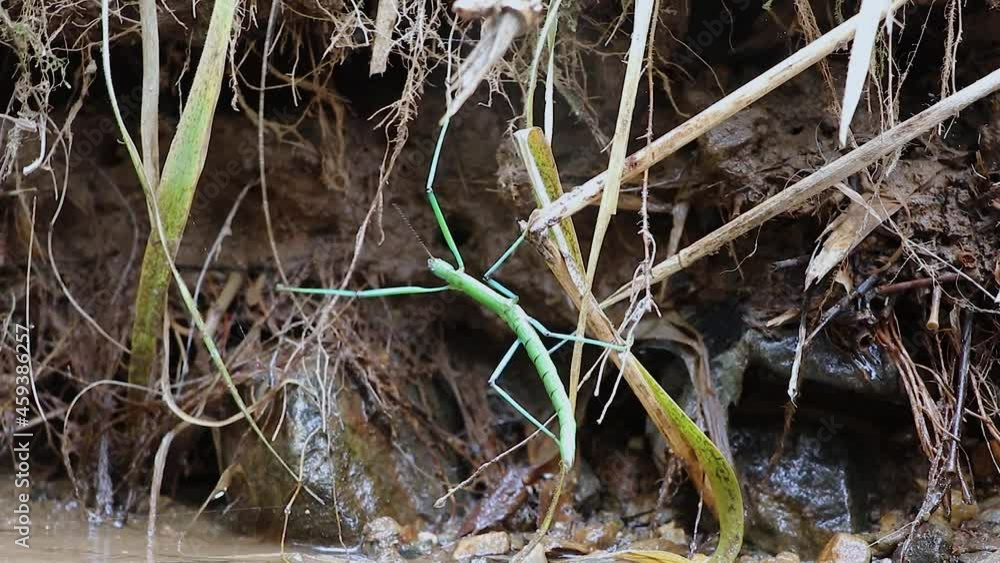 A specie of Mantis and spider crawling beside a river bank. A specie of Mantis and spider crawling beside a river bank.