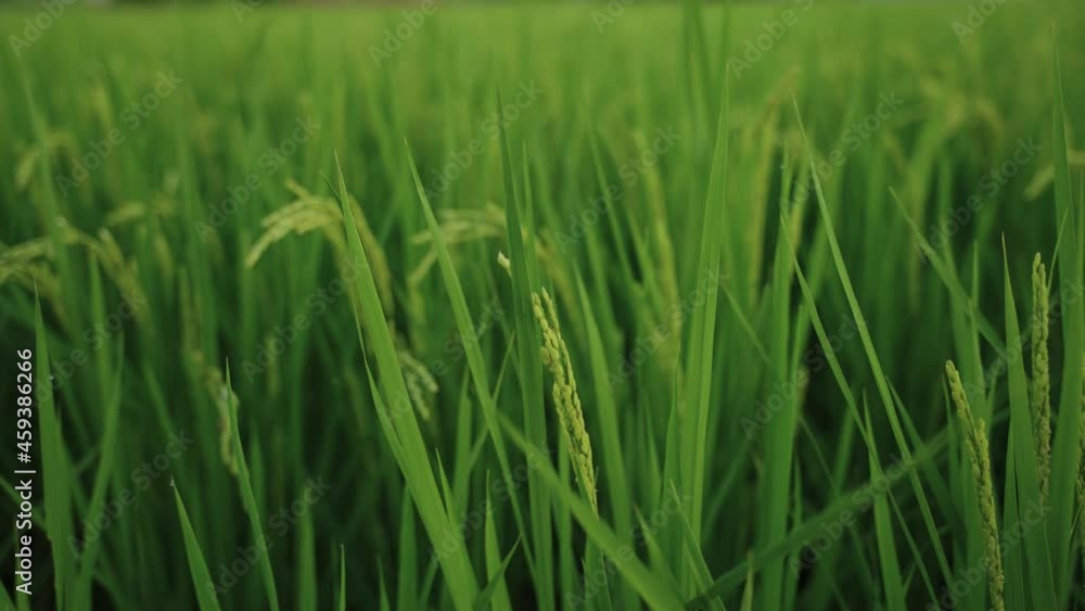 Ripe Rice Field blowing in the breeze at sunset Ripe Rice Field blowing in the breeze at sunset
