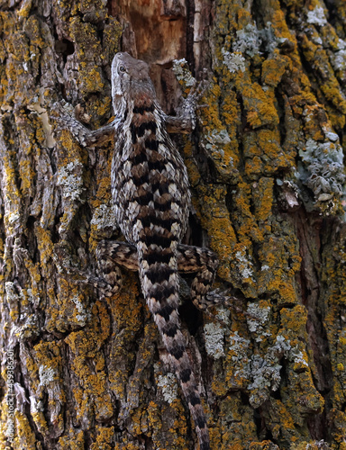 Spiny Lizard clinging to a tree